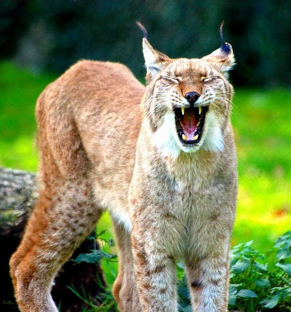 LYNX