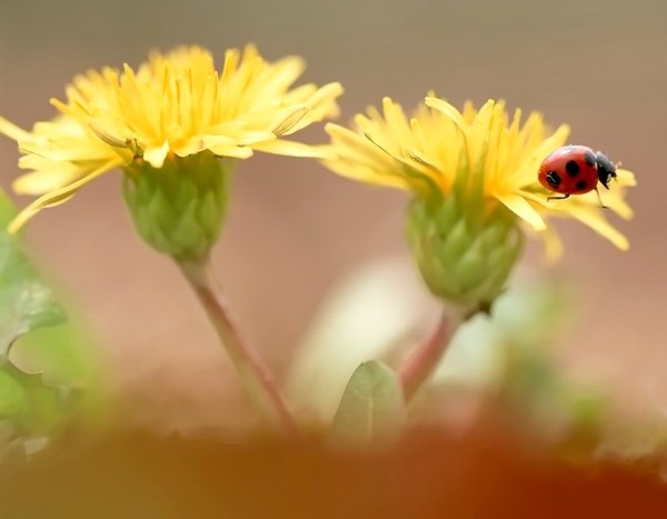 COCCINELLE