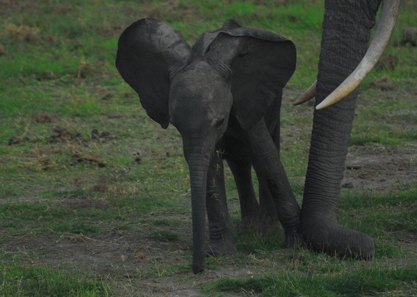 ELEPHANTS