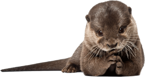 LOUTRE