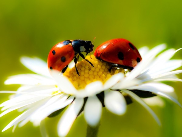 COCCINELLES