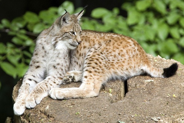 LYNX