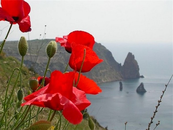 COQUELICOTS