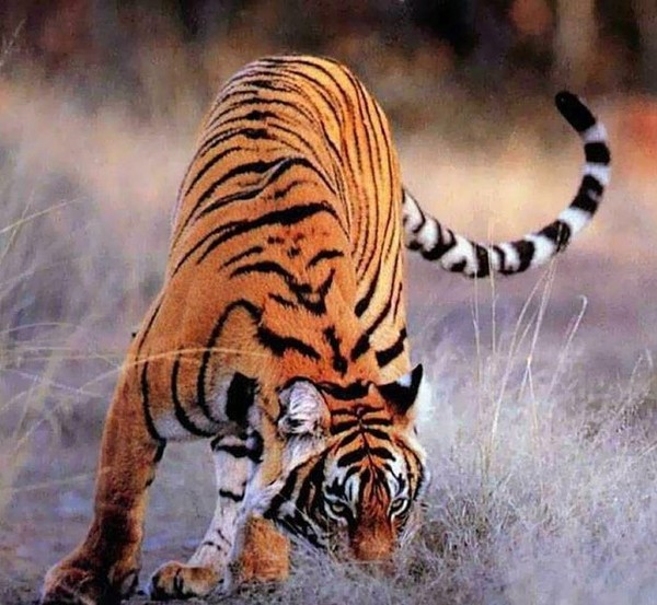 TIGRE