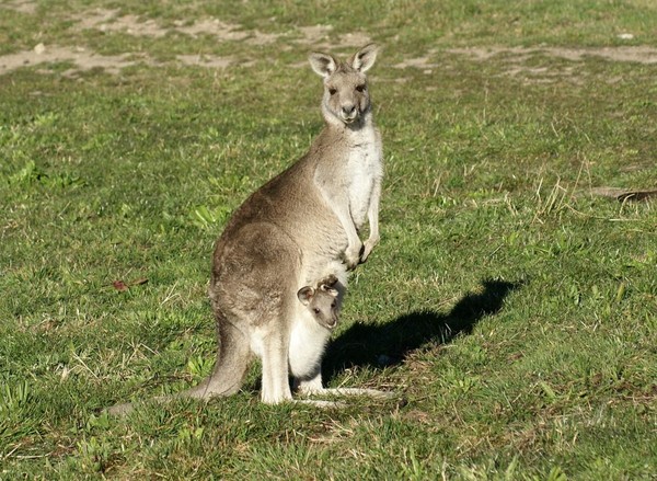 KANGOUROUS