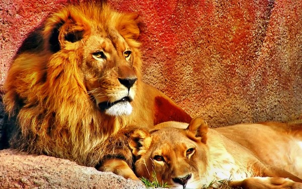 LION ET LIONNE