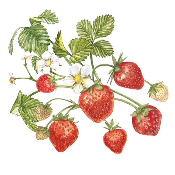 LES FRAISES 2