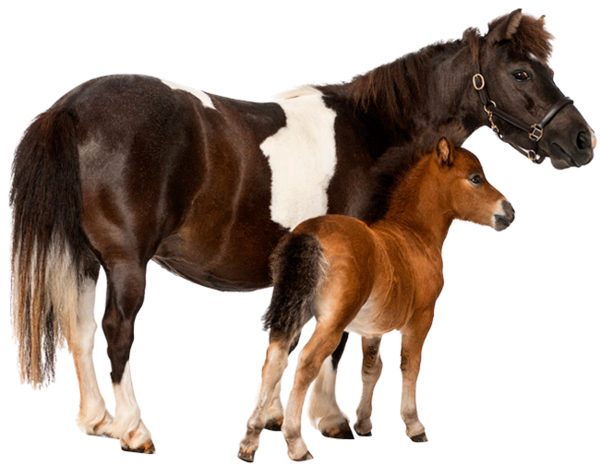 CHEVAL 2