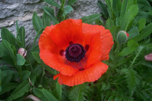 COQUELICOTS