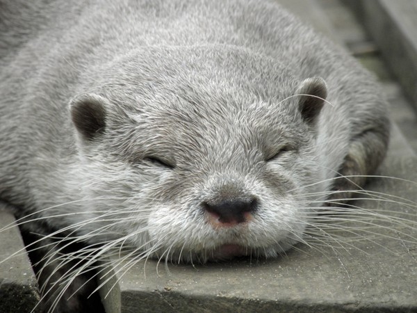 LOUTRE