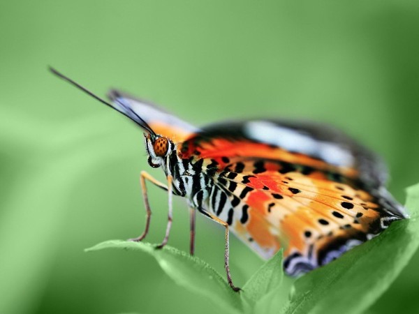 PAPILLON