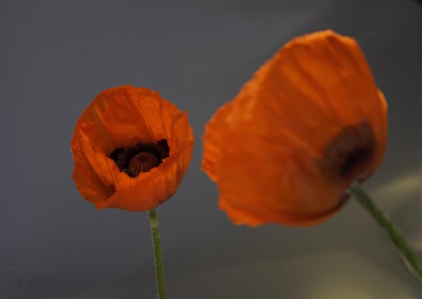 COQUELICOTS