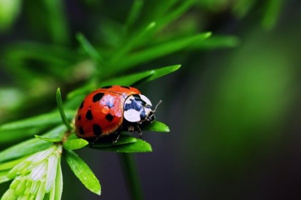 COCCINELLE