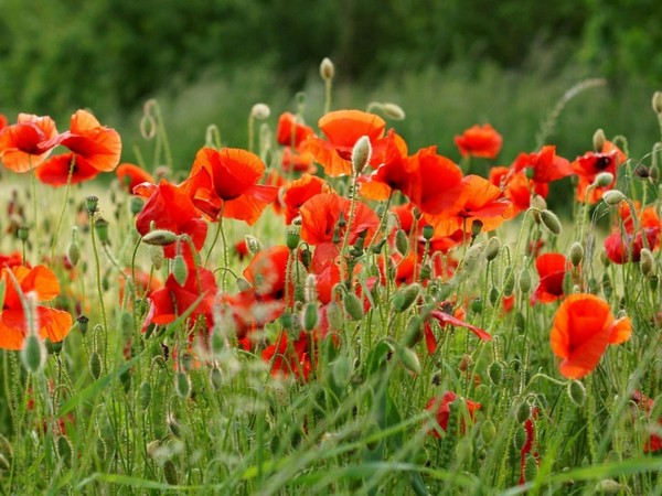 COQUELICOTS