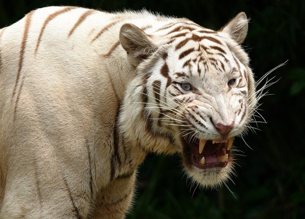 TIGRE BLANC