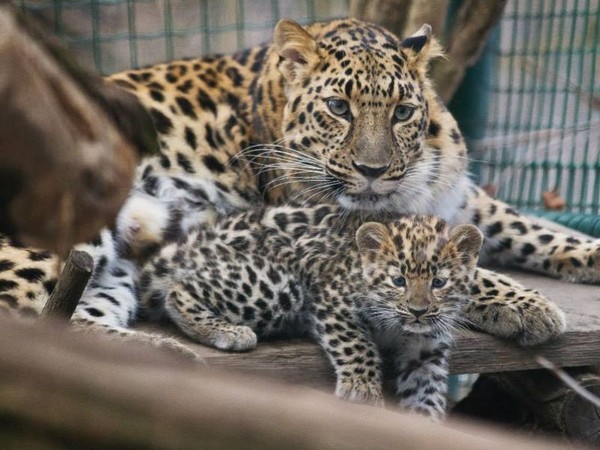 LEOPARDS