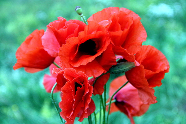 COQUELICOTS