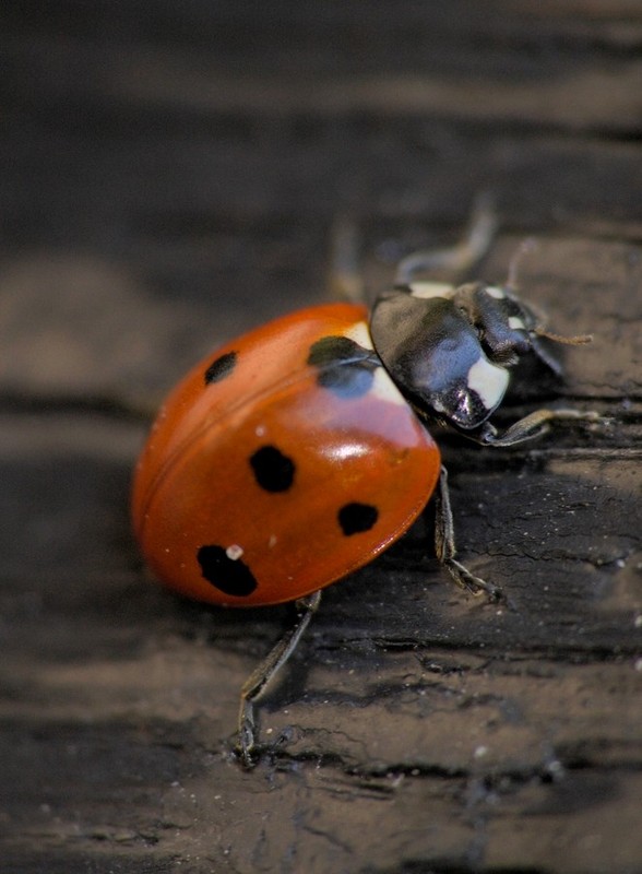 COCCINELLE