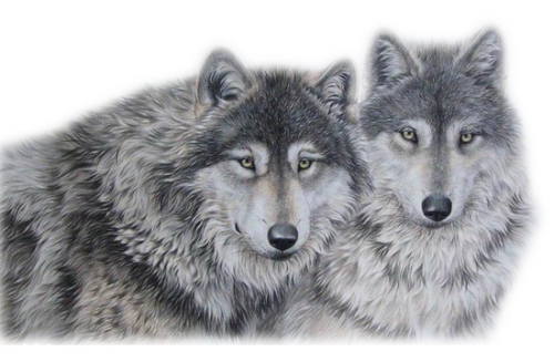 LOUPS