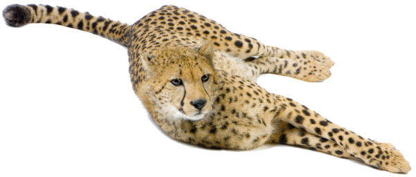 GUEPARD