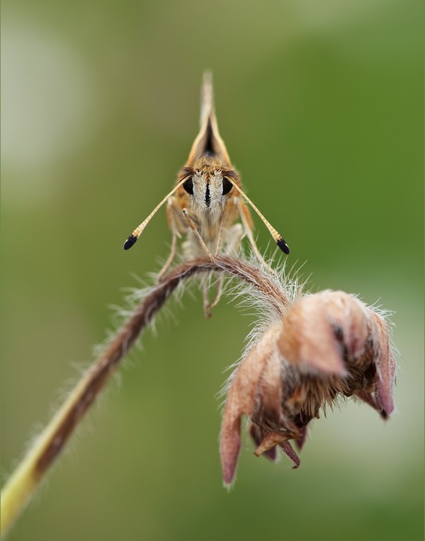 PAPILLON