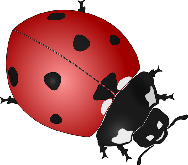 COCCINELLE