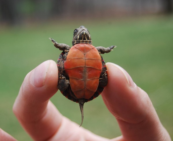 TORTUE