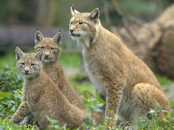 LYNX