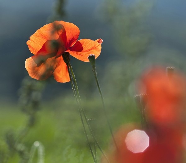 COQUELICOTS