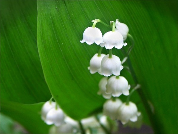 FLEURS