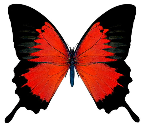 PAPILLON