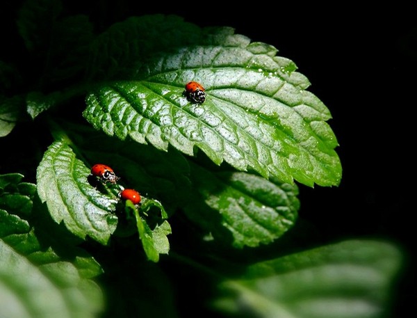 COCCINELLES