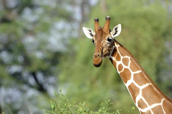 GIRAFE