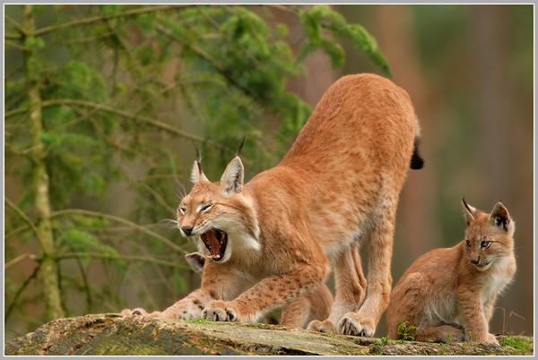 LYNX