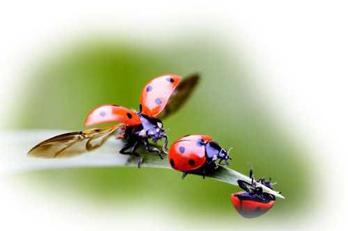 COCCINELLES