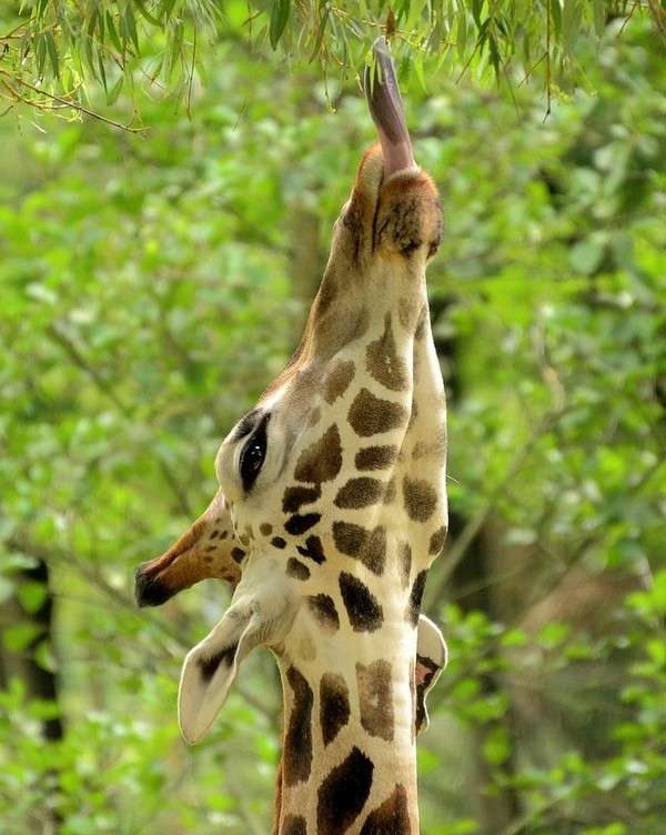 GIRAFE