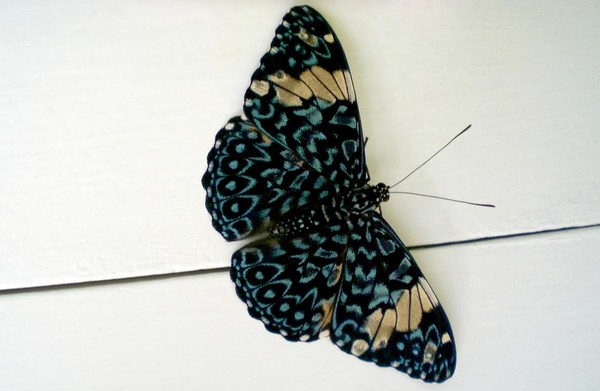 PAPILLON