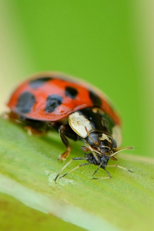 COCCINELLE