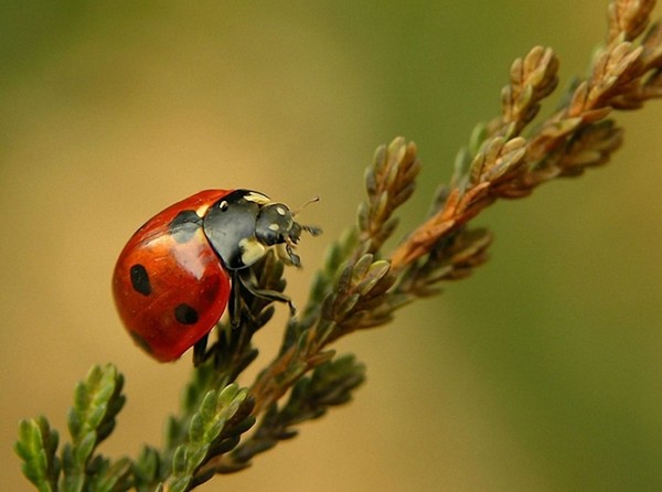 COCCINELLE