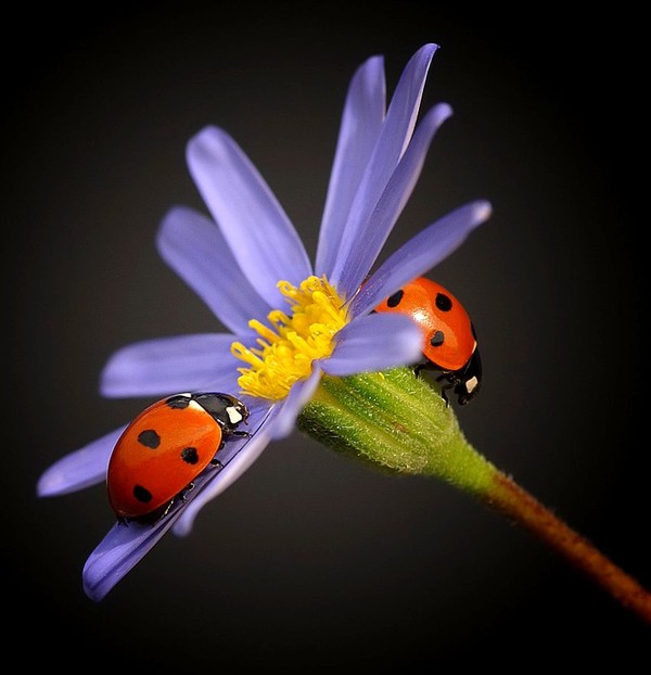 COCCINELLES