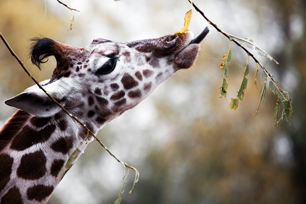 GIRAFE