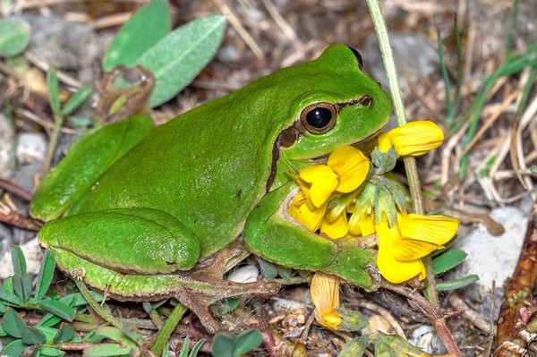 GRENOUILLE