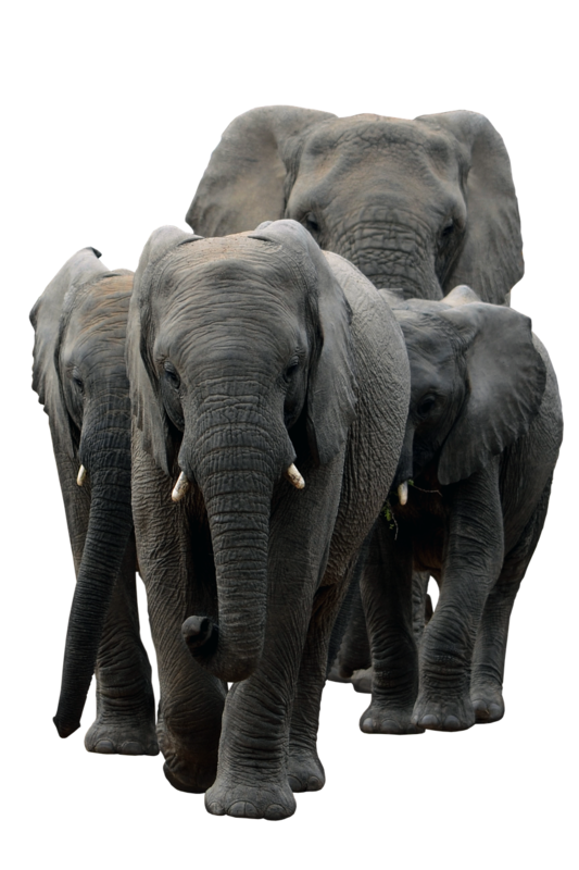 ELEPHANTS