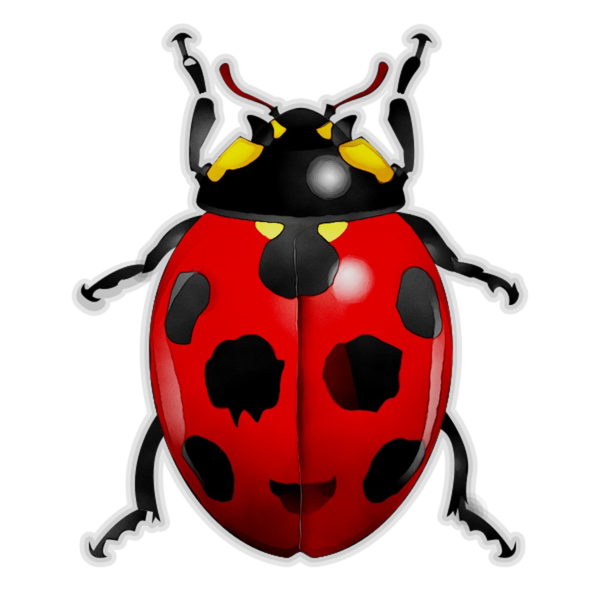COCCINELLE 3