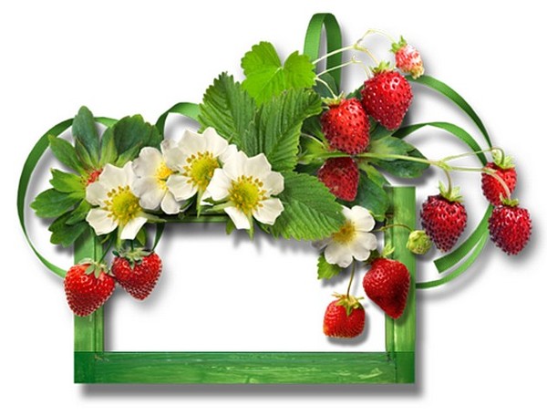 LES FRAISES