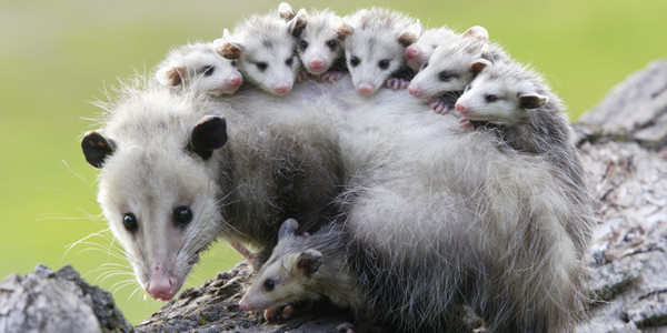 OPPOSSUMS