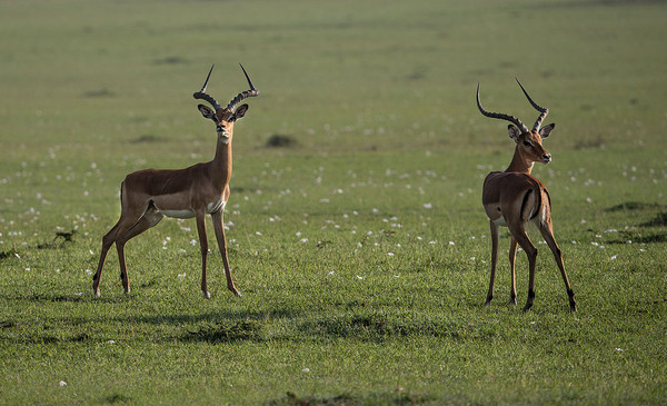 IMPALAS