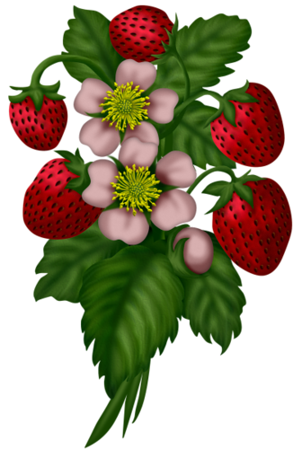 LES FRAISES