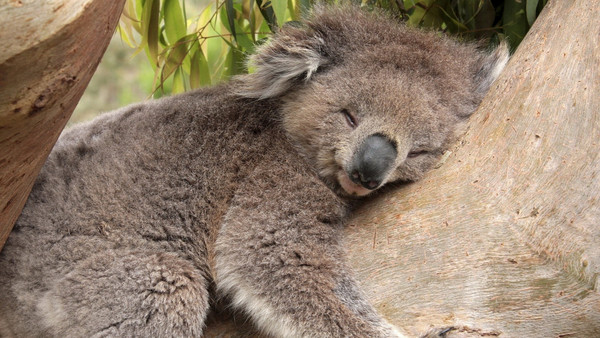 KOALA