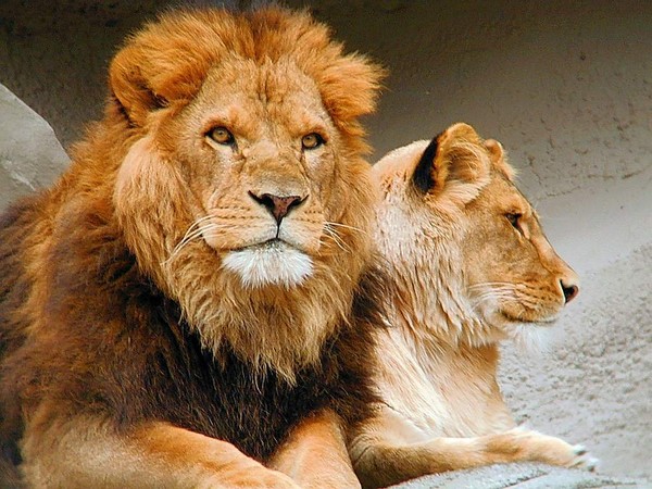 LION ET LIONNE